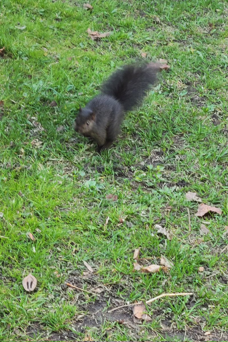 stephgray88's tweet photo. Sometimes I look around the room and realize with dismay and some alarm that I am the designated adult in the room. Then a baby squirrel scampers in and everything is okay.
#dailysquirrel #breathe #keepcalm #gooutside #bekind #onedayatatime https://t.co/2Sgq3HsZAN