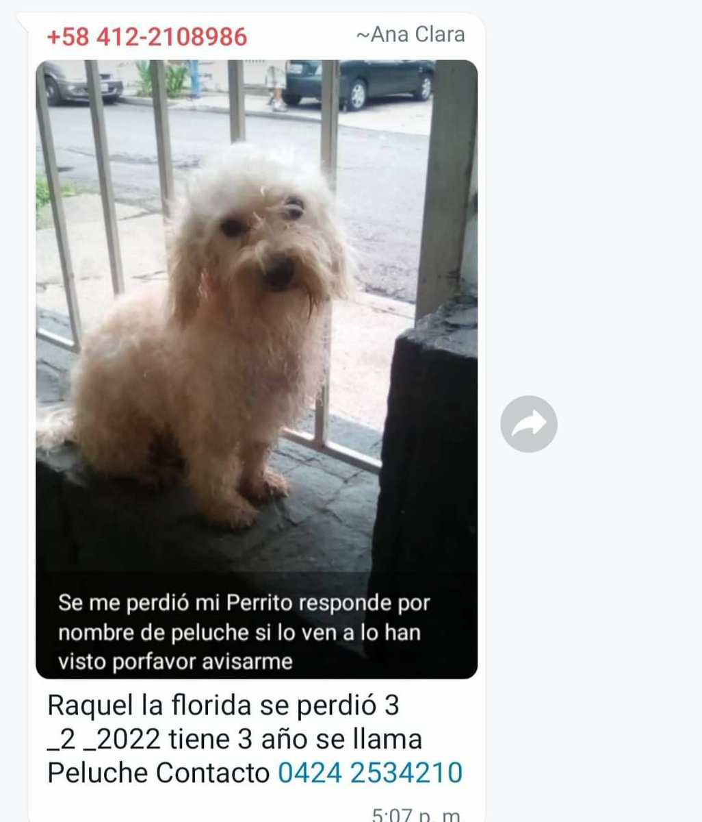 PerroUsuario's tweet photo. #SeBusca a Peluche, La Florida CARACAS https://t.co/vfK3JvbsvK