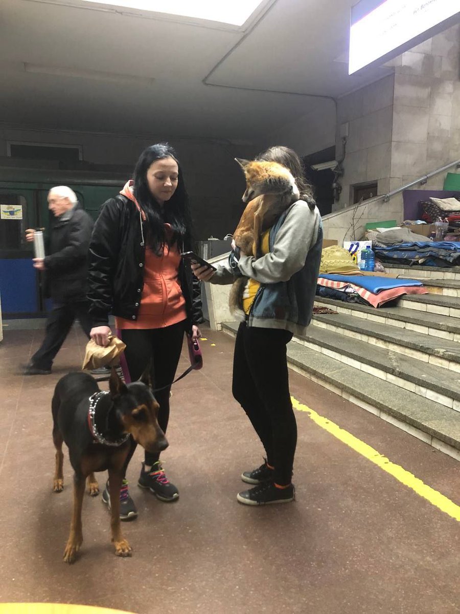 People hiding from bombs in Kharkiv subway with their pets. Quite uncommon to meet a fox :)
#StandWithUkraine #StopRussia #KharkivTribunal #SaveUkrainianPets
