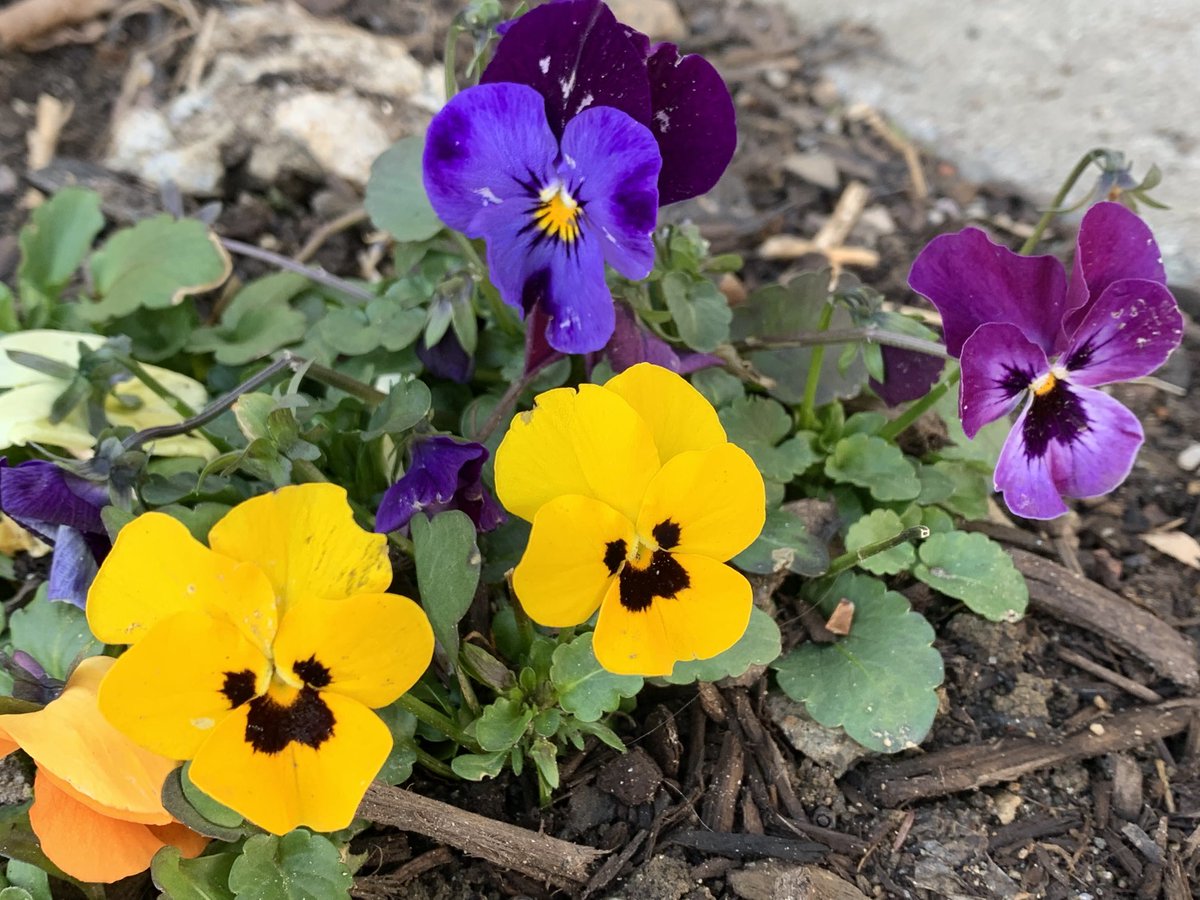 KingStreetTiger's tweet photo. Spring on campus!! Beautiful! https://t.co/E6TbOPAb9X
