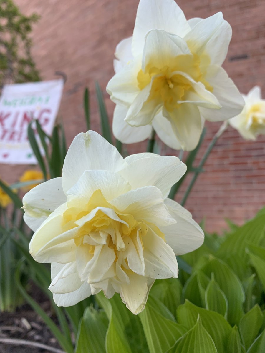KingStreetTiger's tweet photo. Spring on campus!! Beautiful! https://t.co/E6TbOPAb9X