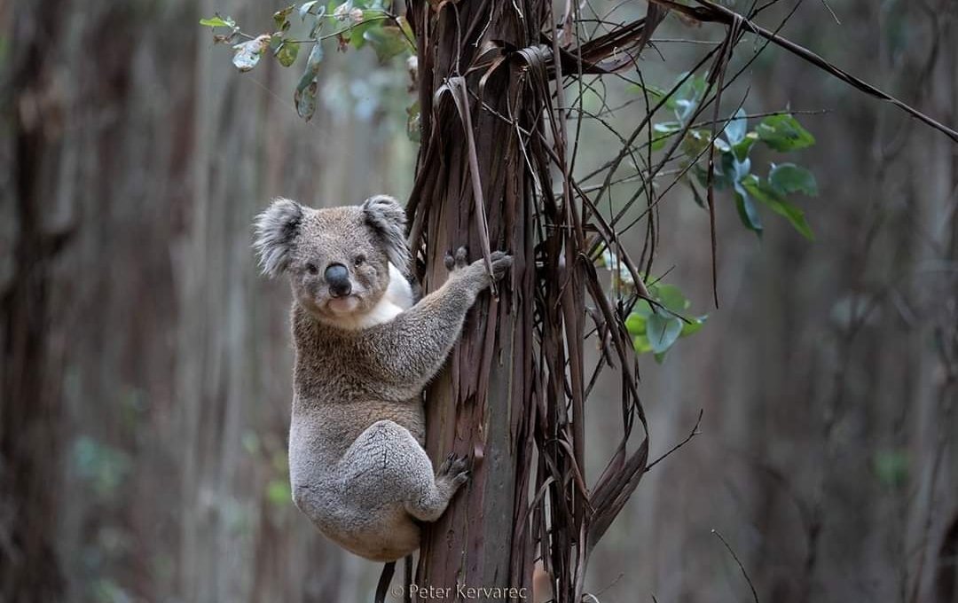 animaljusticeAU's tweet photo. 🐨  NEWS⚠️

We are relieved that the logging plans for the blue gum plantation in Gordon have been pushed back for 1 week.
Hopefully during this time we can all put pressure on Victorian Environment Minister 
Lily D'Ambrosio MP to have the koala family relocated out of harms way! https://t.co/OURsxwFHX6