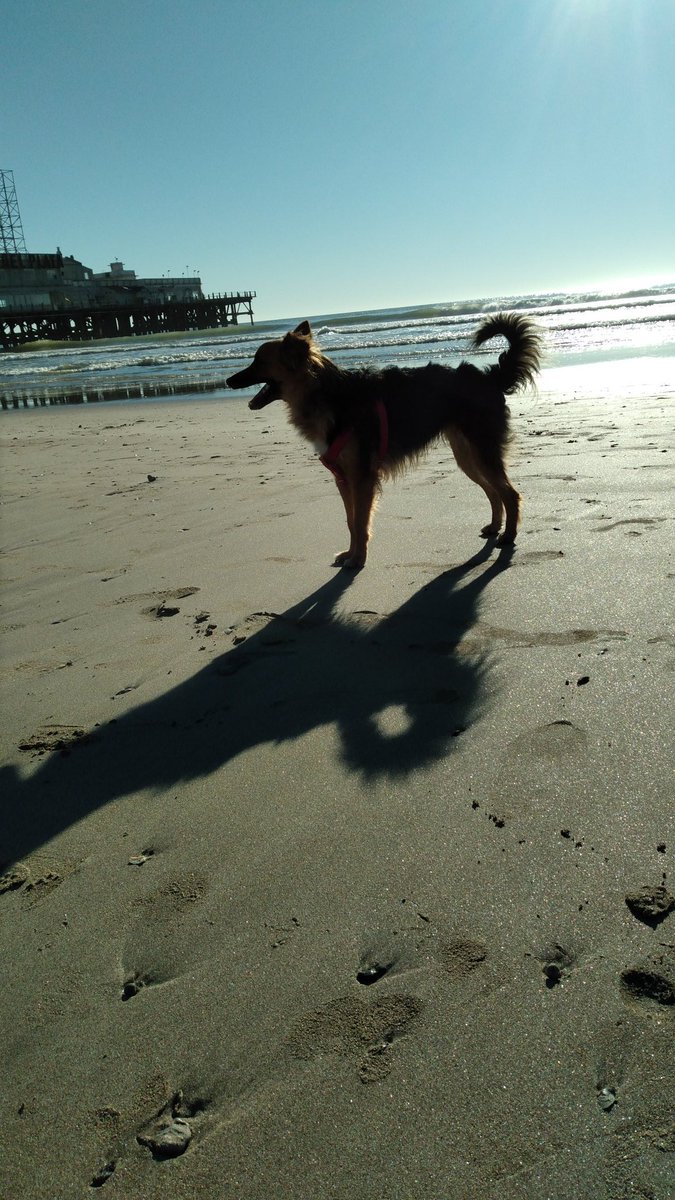 SchmidtLb's tweet photo. @NecesitoUnPerro https://t.co/qP39SVKKwh