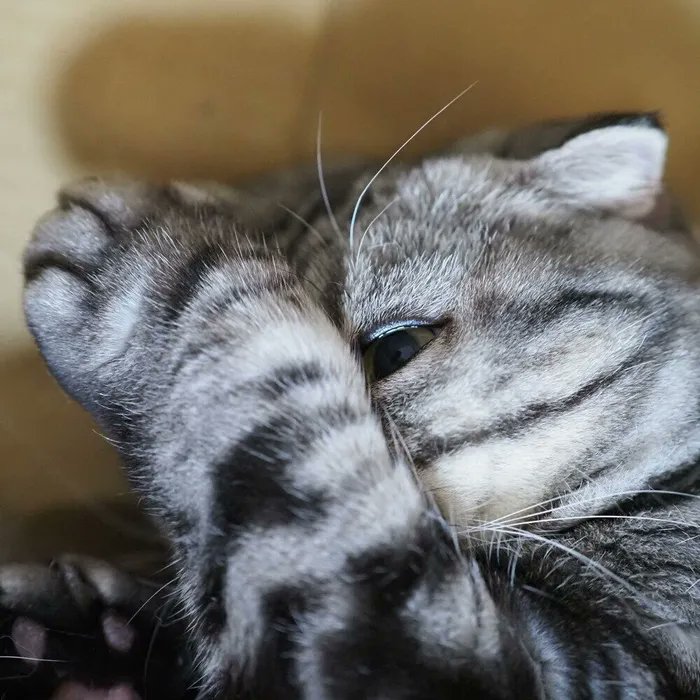 飼い主は不安いっぱい。猫の去勢手術と尿路結石症のお話【連載】渋ネコししまるさん#150|ねこのきもちWEB MAGAZINE https://t.co/A9nnrdE4Lv 