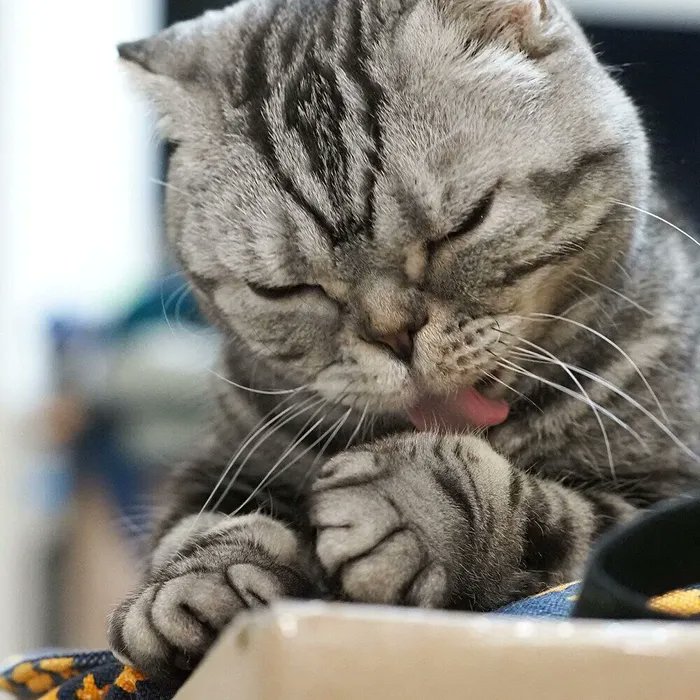 飼い主は不安いっぱい。猫の去勢手術と尿路結石症のお話【連載】渋ネコししまるさん#150|ねこのきもちWEB MAGAZINE https://t.co/A9nnrdE4Lv 