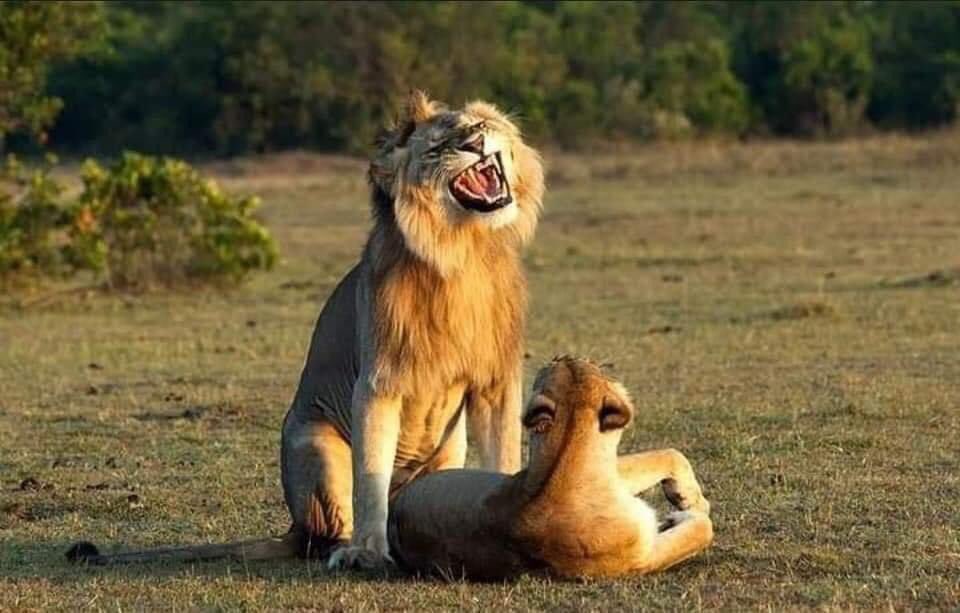MrBadGentPiGz's tweet photo. "When lionesses are in heat, they have a lot of sex in a single day (20 to 40 times), and it is the lioness who demands to mate." So, if a male is tired and can't take it anymore, she bites his testicles, demanding that he continue mating. " https://t.co/9NwTRBZimC
