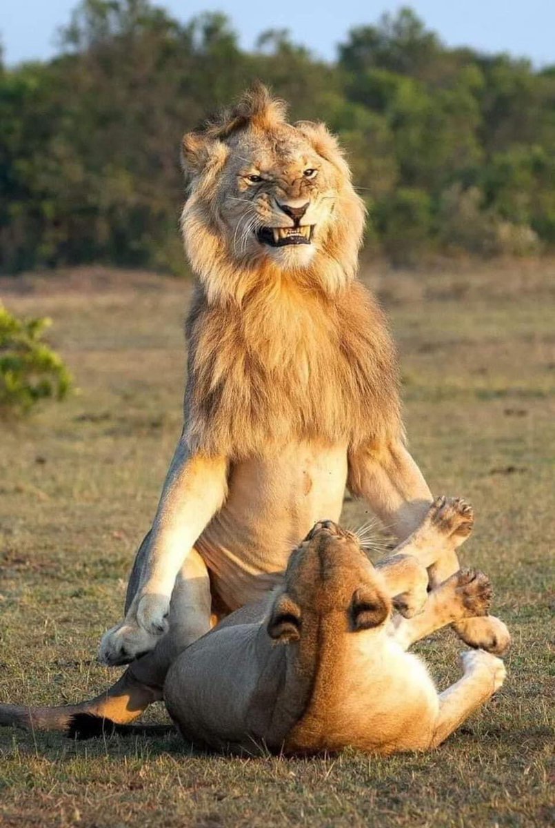 MrBadGentPiGz's tweet photo. "When lionesses are in heat, they have a lot of sex in a single day (20 to 40 times), and it is the lioness who demands to mate." So, if a male is tired and can't take it anymore, she bites his testicles, demanding that he continue mating. " https://t.co/9NwTRBZimC