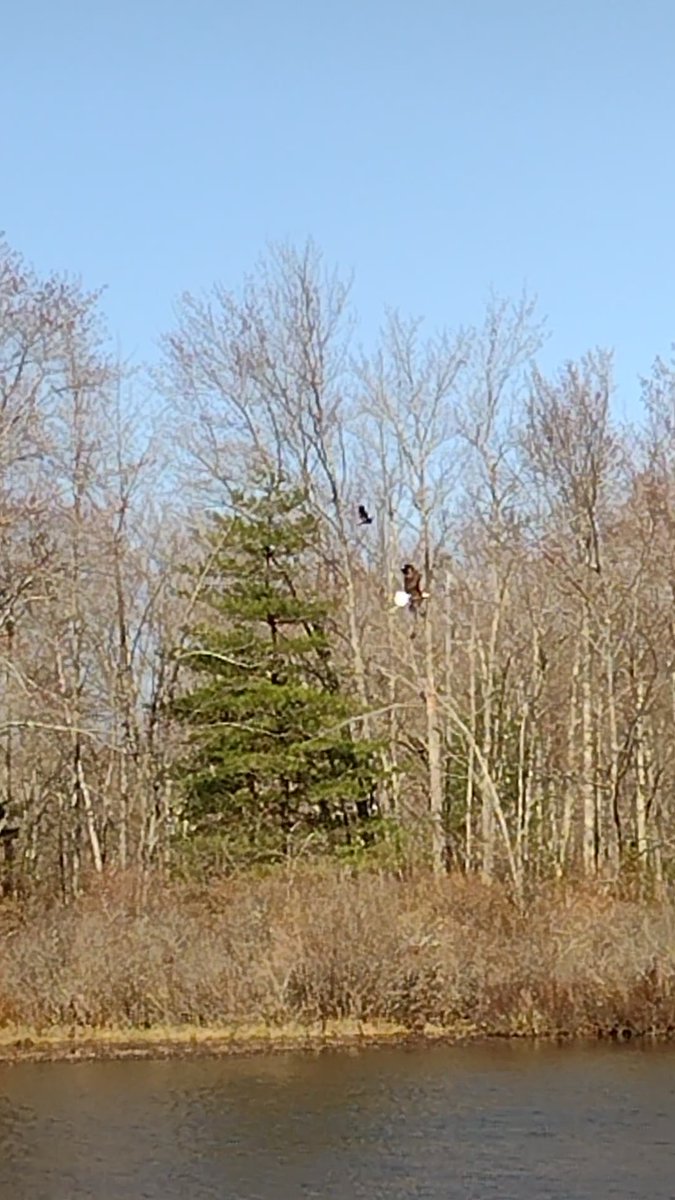 MirkaZapletal's tweet photo. Before this crow threw a big enough fit to force the eagle out of the tree, it yelled, dive bombed, and (something I haven't seen before) pecked REALLY LOUDLY on the branch right above the eagle's head- @corvidresearch is that a common behavior? https://t.co/ibJGyh60mD