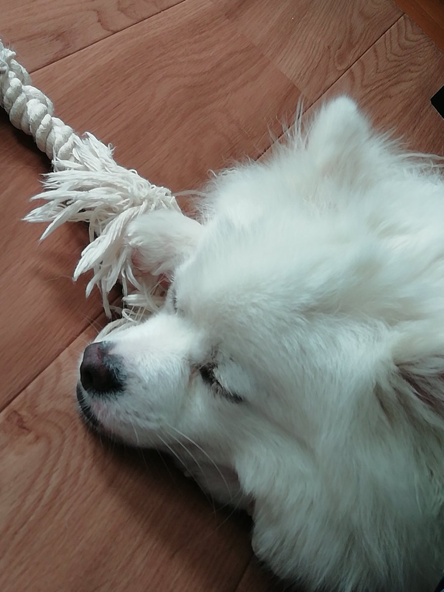WeissKlein_'s tweet photo. #Apex募集 
#APEXフレンド募集 
#APEXランク募集 https://t.co/TVHXfqKlx0