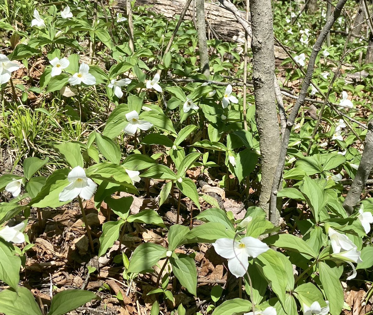 TepRichardson's tweet image. Found on my mid-day #WorkFromHome walk. Trilliums are a sure sign of #sprummer  #GoodThingsGrowInOntario