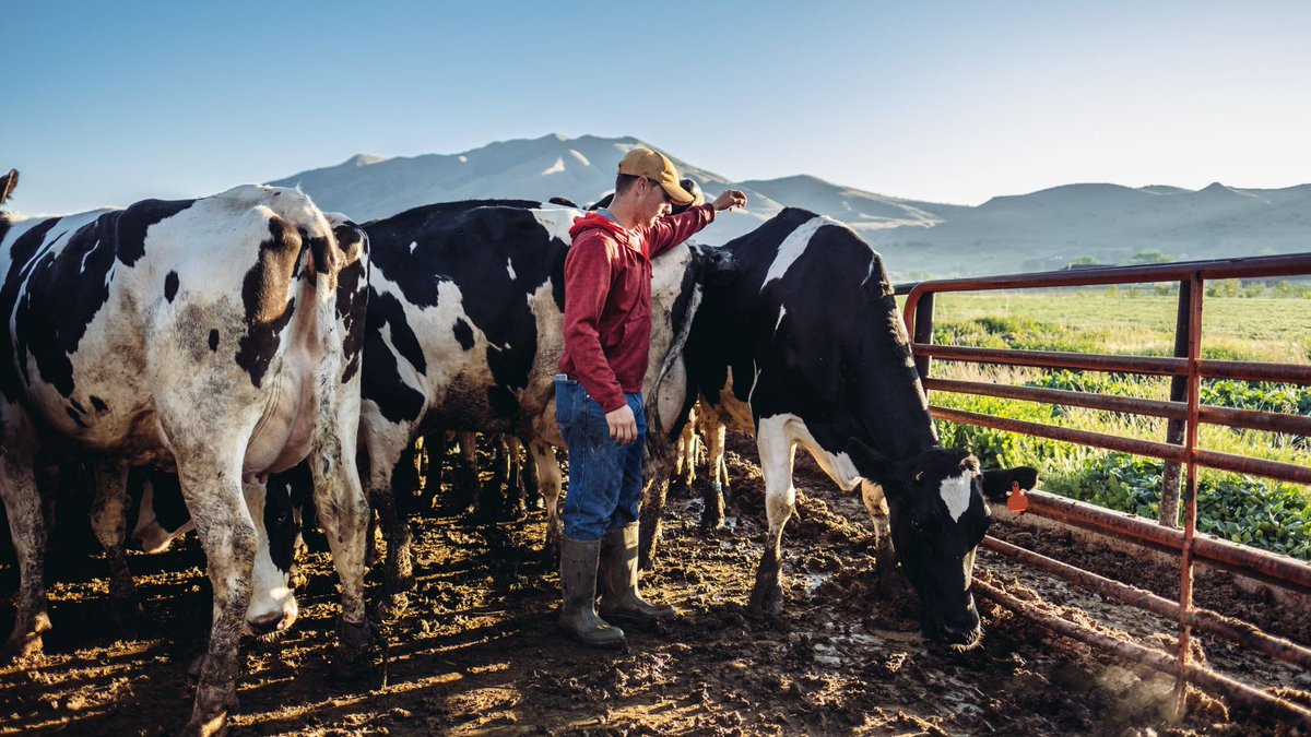 SomaDetect's tweet photo. Did you know❓In the #US, 95% of #dairyfarms are still family owned and operated 🐄We are proud to support #farming families big and small throughout the US and #Canada 👍
#SomaDetect #SomaDetectTechnology #dairytechnology https://t.co/nZzQKDyRVm