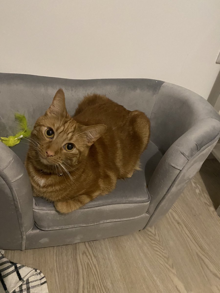 ninnykins91's tweet photo. This boy is such a poser!! I’ve never known a cat like him #CatsofTwittter #poser #alwayscameraready ##mumsboy #Cat #LOVE https://t.co/w1O29K9FQw