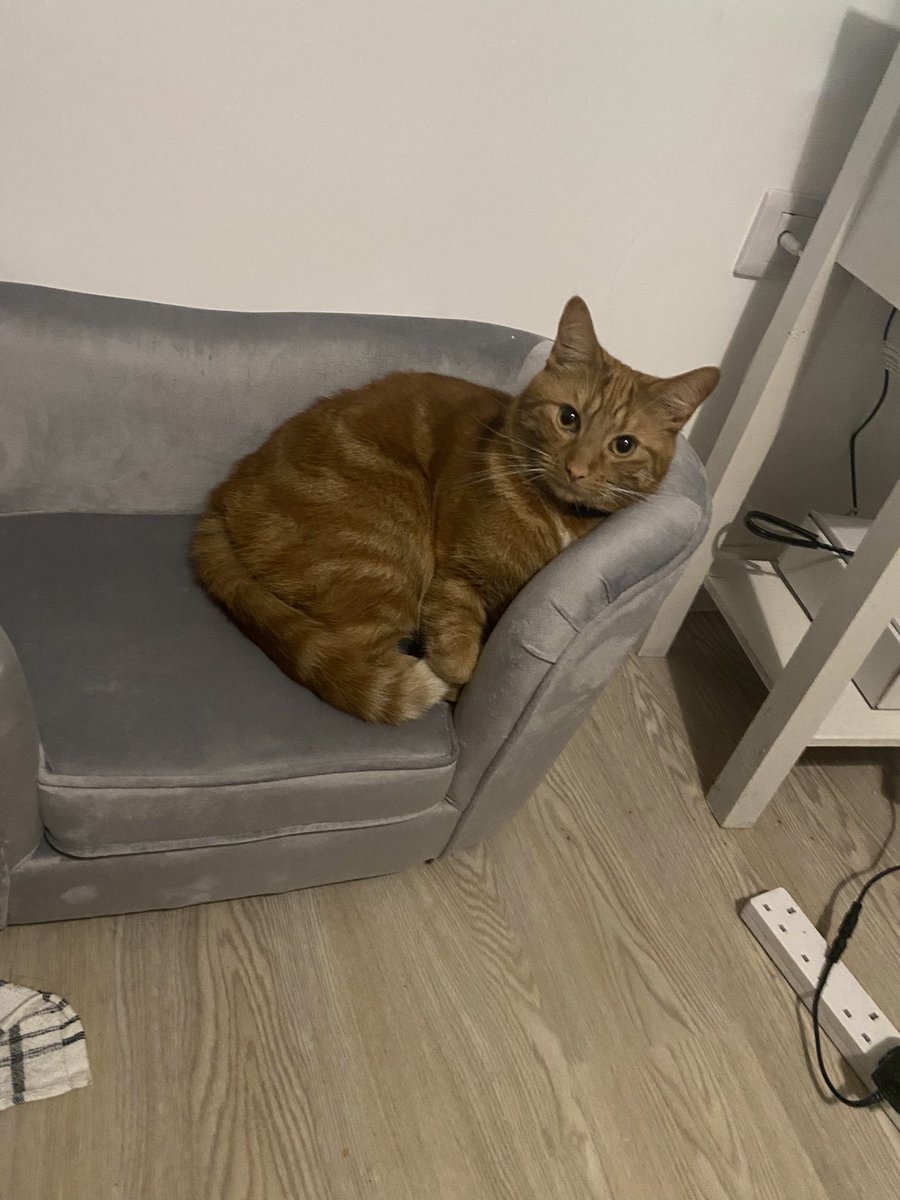ninnykins91's tweet photo. This boy is such a poser!! I’ve never known a cat like him #CatsofTwittter #poser #alwayscameraready ##mumsboy #Cat #LOVE https://t.co/w1O29K9FQw