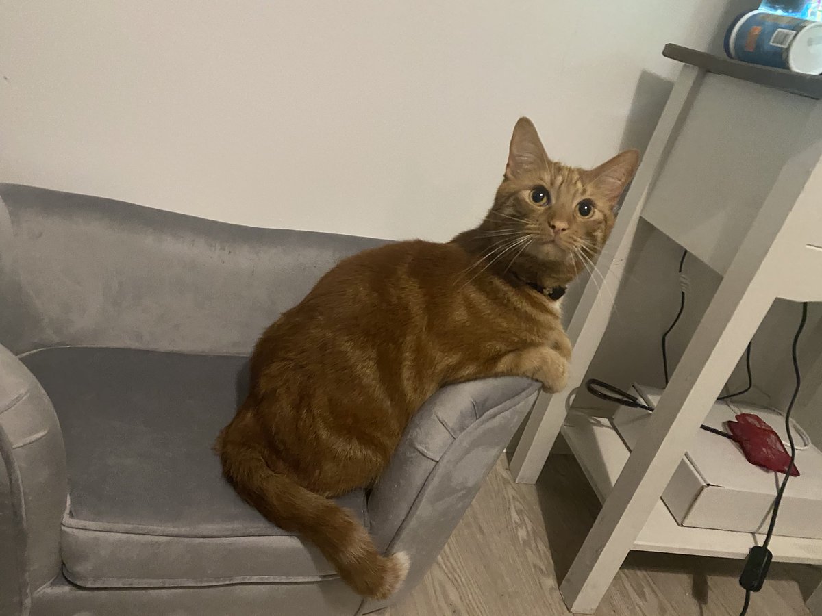 ninnykins91's tweet photo. This boy is such a poser!! I’ve never known a cat like him #CatsofTwittter #poser #alwayscameraready ##mumsboy #Cat #LOVE https://t.co/w1O29K9FQw