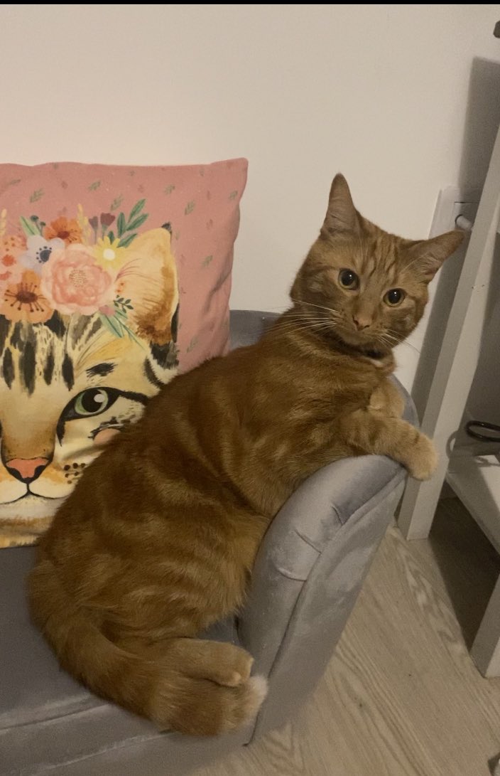ninnykins91's tweet photo. This boy is such a poser!! I’ve never known a cat like him #CatsofTwittter #poser #alwayscameraready ##mumsboy #Cat #LOVE https://t.co/w1O29K9FQw