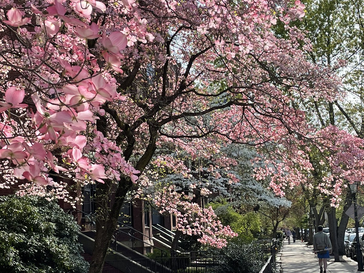 Such gorgeous spring blossoms on my walk home from work today…

#springtimeinboston #springcolors #floweringtrees #beautifulboston #springtimeinthecity #thinkpink #howtoboston #backbay #theflowersthatbloominthespringtrala