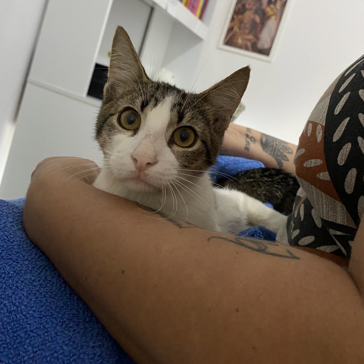 EUNHA BRAZIL 🐰 tweet media