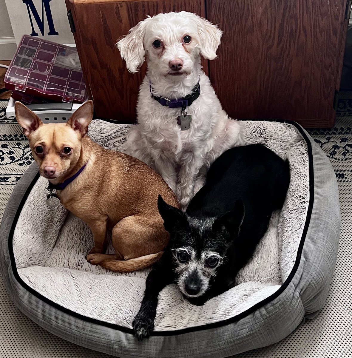 zoey_daisy's tweet photo. @thekjohnston Hi doggos!! Nice to see you! 🐶 🐾 😘 https://t.co/LjSZ9KNj0x