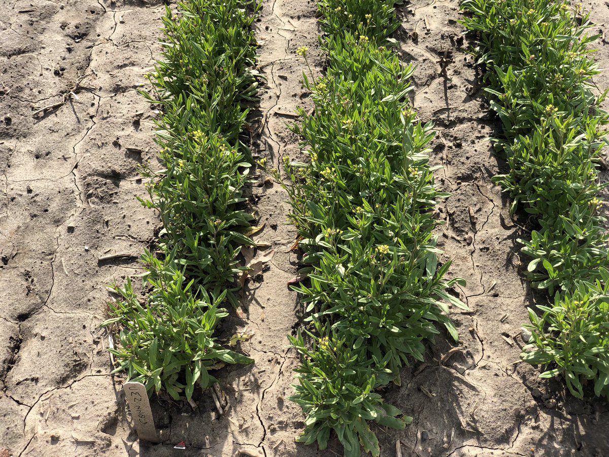 Spring growth of Forever Green crops  winter pea, perennial flax,hairy vetch, Camelina already in bloom, providing soil protection, reduced leaching, and pollen and nectar for bees and other pollinators