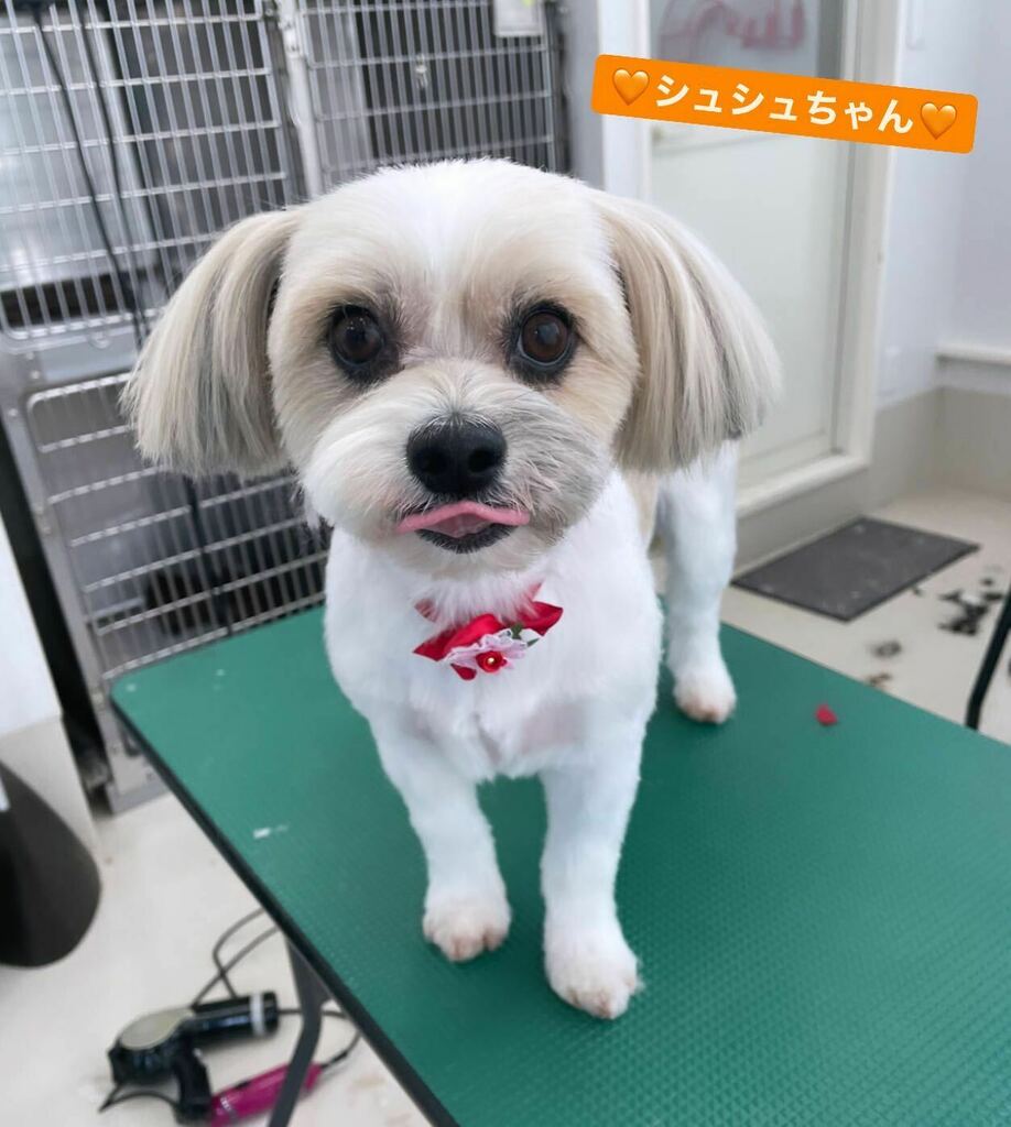 moriya_animal's tweet photo. ใทใฅใทใฅใกใใ
ๅ
ๆฅใฏใใใใจใใใใใพใใ๐
ใๆๅ
ฅใๅ
ๆฐใซๆๅพใพใง้ ๅผตใฃใฆใใใพใใโชใซใใใใฆใใฃใฑใใใพใใใญโบ๏ธใพใใๅพ
ใกใใฆใใใพใโจ
by shizawa
#ใขใชใคๅ็ฉ็
้ข #ใใฌใใใใใ #ใใฌใใใใใ๐ถ #ใใใฏใน็ฌ #ใจใใฟใใ #ใใชใใณใฐ #trimmin https://t.co/fR9gdJxNx8 https://t.co/V6WqeGsqr8