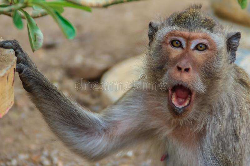 KoronaKitaya's tweet photo. @HuXijin_GT Hu Xi Jin, chief editor of China's biggest state-owned propaganda @globaltimesnews, said,

that @SpeakerPelosi @SecBlinken testing positive for #WuhanVirus, is a well-deserved punishment from heaven above

#TheGreatTranslationMovement @cnTGTM @TGTM_Official https://t.co/5AL3rpyCRq