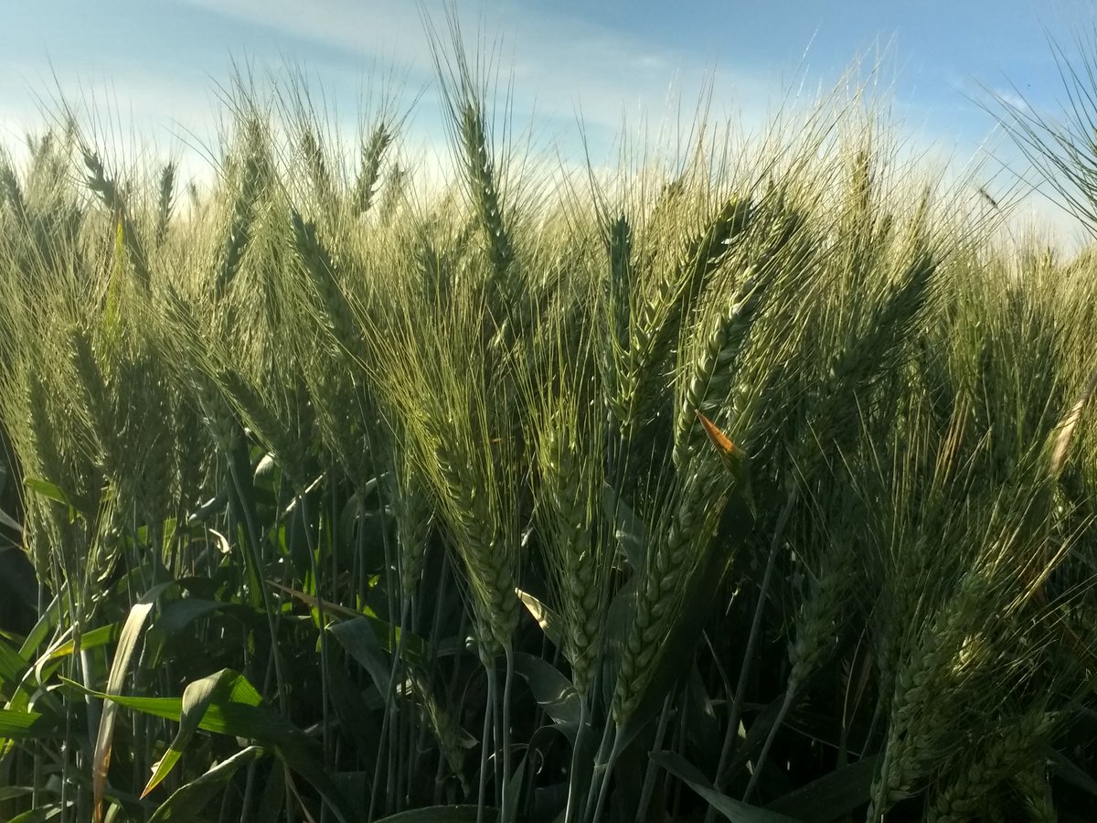 DelatorremtzC's tweet photo. Trigo cortázar en agricultura de conservación con 100% de rastrojo. 100 UN aplicados, más 104 UN aportados por el suelo, bioestimulación foliar, monitoreo con Greenseeker... Rendimiento 8.380 toneladas por hectárea. 

Por una #AgriculturaRenerativa 

@CIMMYT https://t.co/cVXqp9uuix