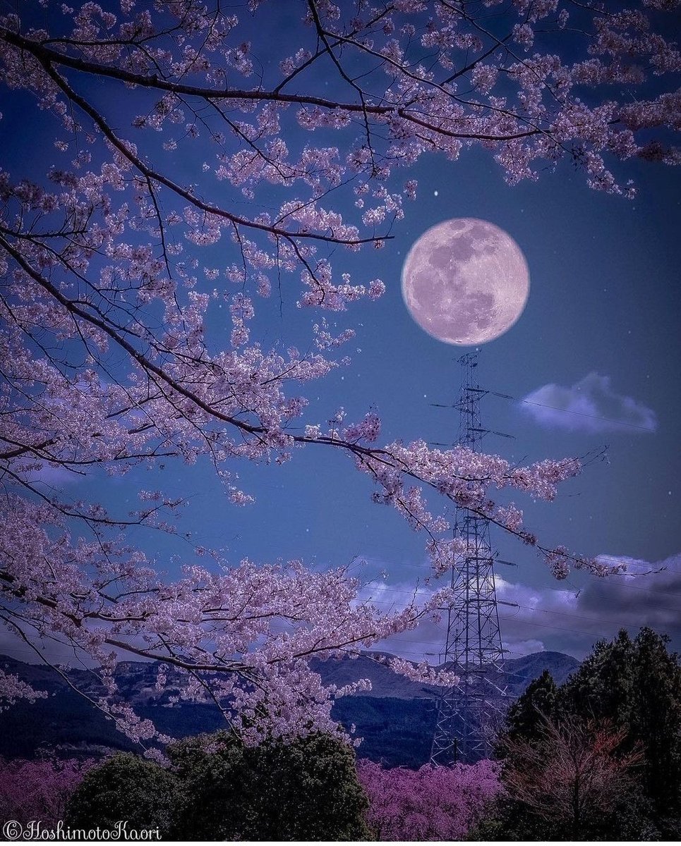 Great Night 🌼✨ #NaturePhotography #nature #NatureBeauty 🤩💫🌷 ©️ Kaori