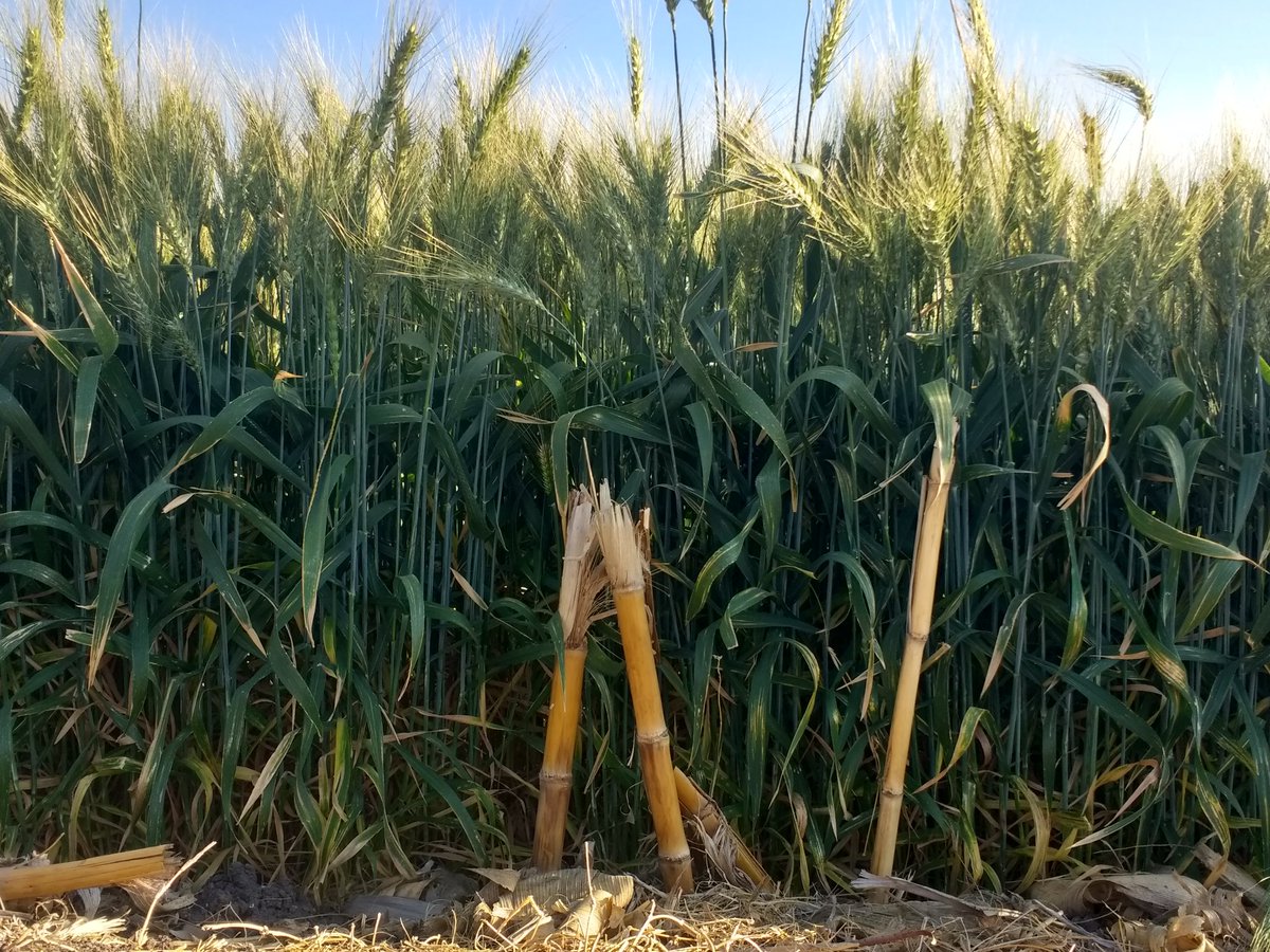 DelatorremtzC's tweet photo. Trigo cortázar en agricultura de conservación con 100% de rastrojo. 100 UN aplicados, más 104 UN aportados por el suelo, bioestimulación foliar, monitoreo con Greenseeker... Rendimiento 8.380 toneladas por hectárea. 

Por una #AgriculturaRenerativa 

@CIMMYT https://t.co/cVXqp9uuix