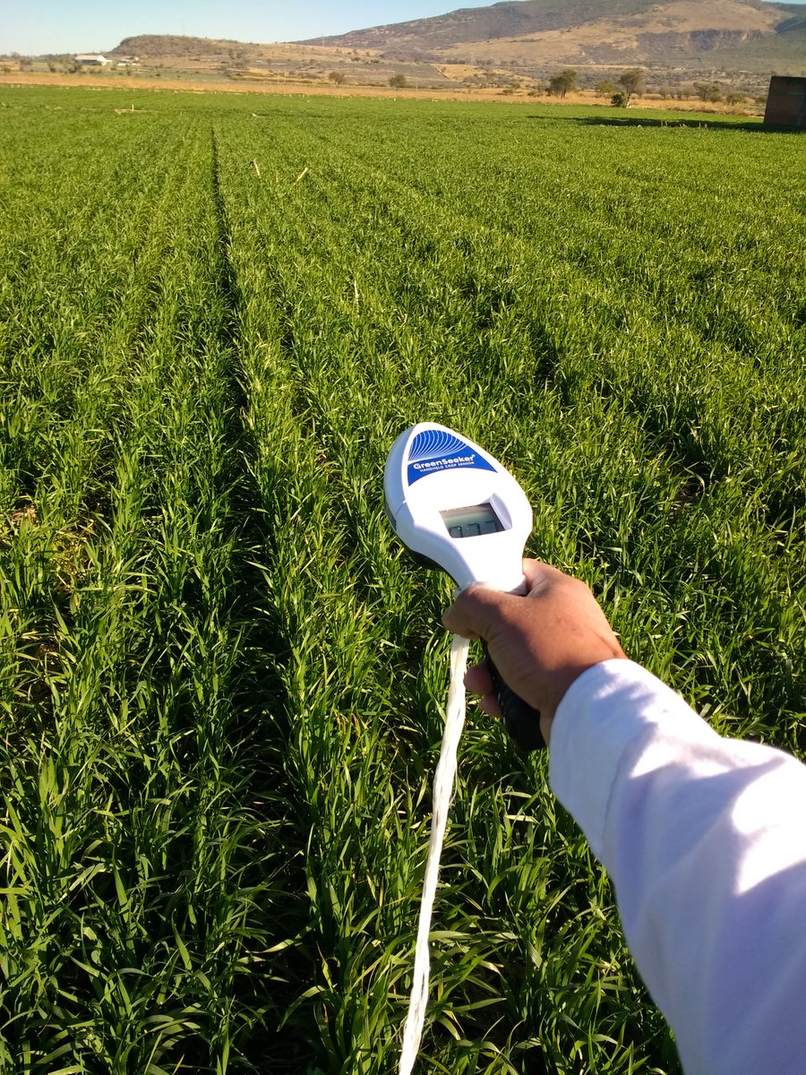 Trigo cortázar en agricultura de conservación con 100% de rastrojo. 100 UN aplicados, más 104 UN aportados por el suelo, bioestimulación foliar, monitoreo con Greenseeker... Rendimiento 8.380 toneladas por hectárea. 

Por una #AgriculturaRenerativa 

<a href="/CIMMYT/">CIMMYT</a>