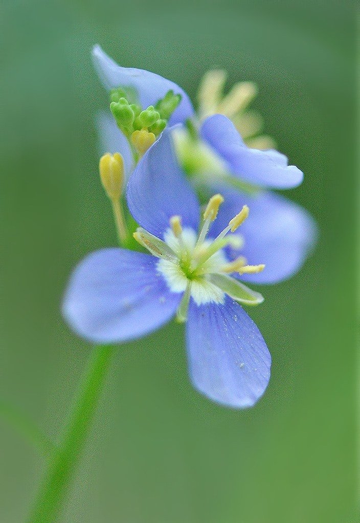 abs_cuts's tweet photo. Rhapsody in blue...
#nature #photography #photo #flowers https://t.co/9aLNgptJkw