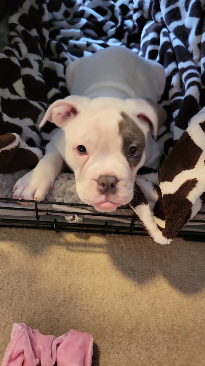 ncadena222's tweet photo. I wonder if Brutus thinks his name is "no" because I say/yell that more then his damn name. Thinks damn dog 🤦🏼‍♀️ https://t.co/xhyhiIQ015