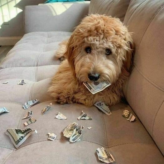 Foxonthebeech's tweet photo. Money is a psyop. https://t.co/out1Rpd4xs
