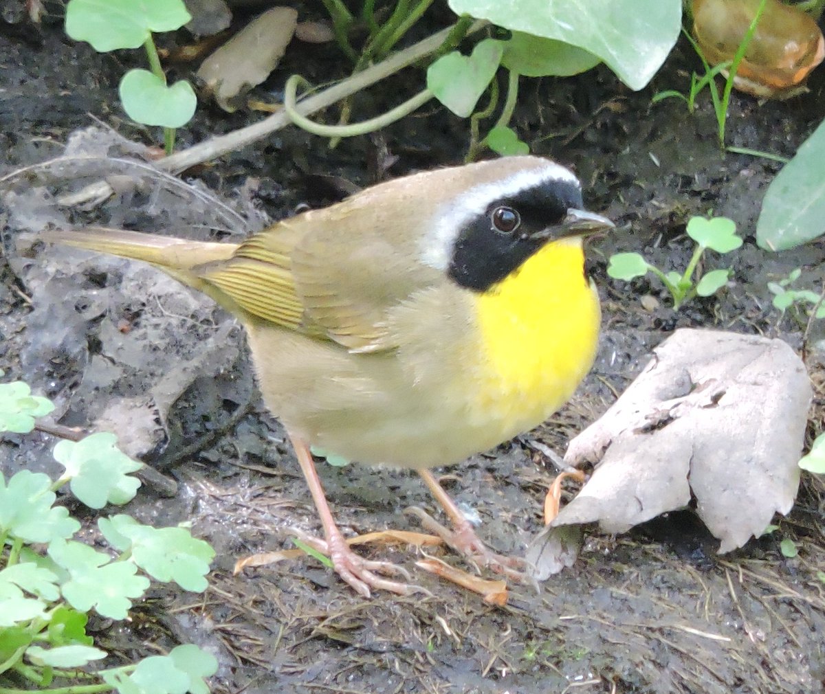 Yellowthroat at Loch Boardwalk. Central Park New York City NY. 5/5/2022. #birdcpp #myCentralPark #birdsofnewyork #birdsofnyc #birdsofinstagram #nycwildlife  #nuts_about_birds #birdphotography #birdphoto #birds_of_instagram #birds_of_ig #instabird #instabirds @CentralPark