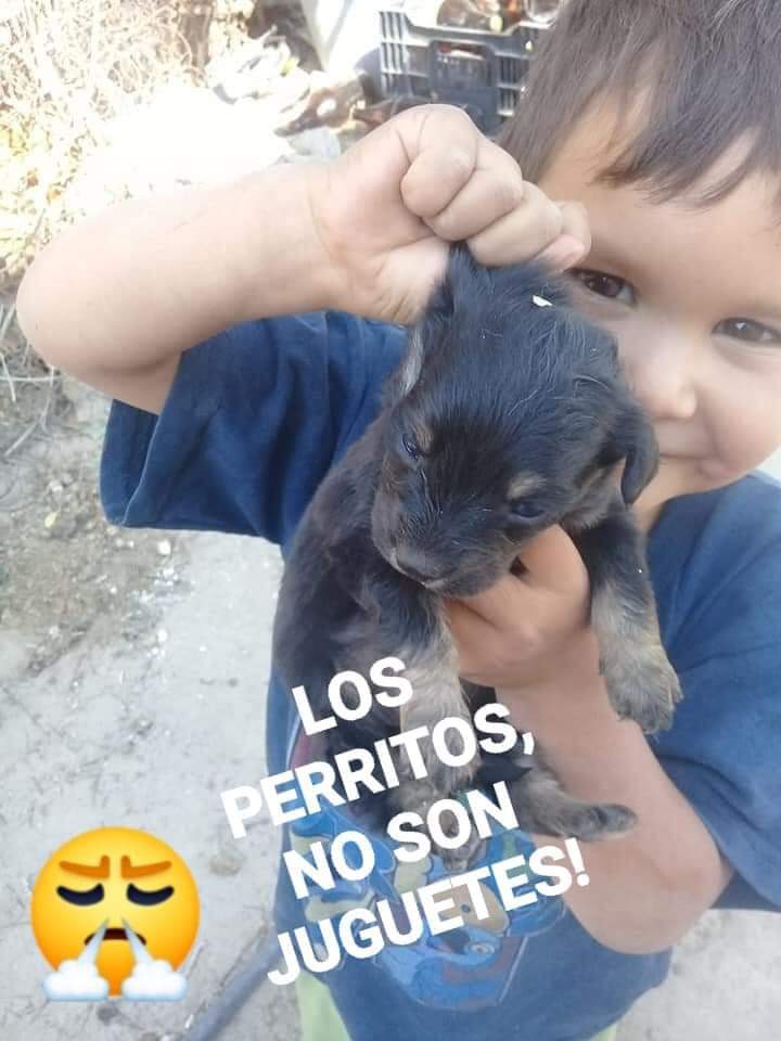 Sabueson's tweet photo. setro lo permitan
Así aprenden a lastimar a un ser vivo https://t.co/KjVRxveGCT