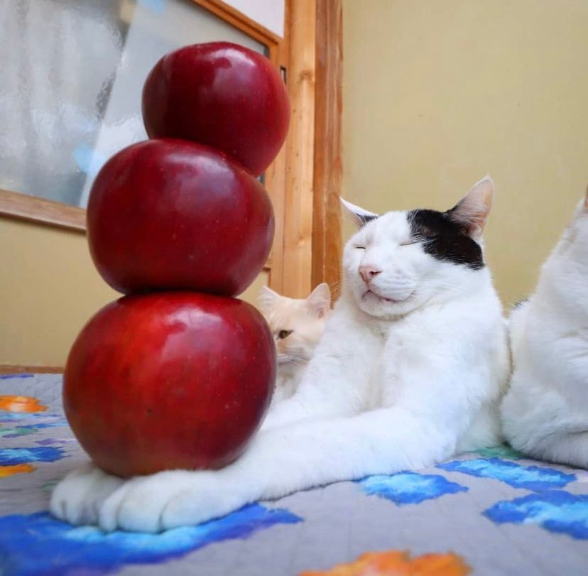 ShowYourCat's tweet photo. https://t.co/1fYcHCosx0