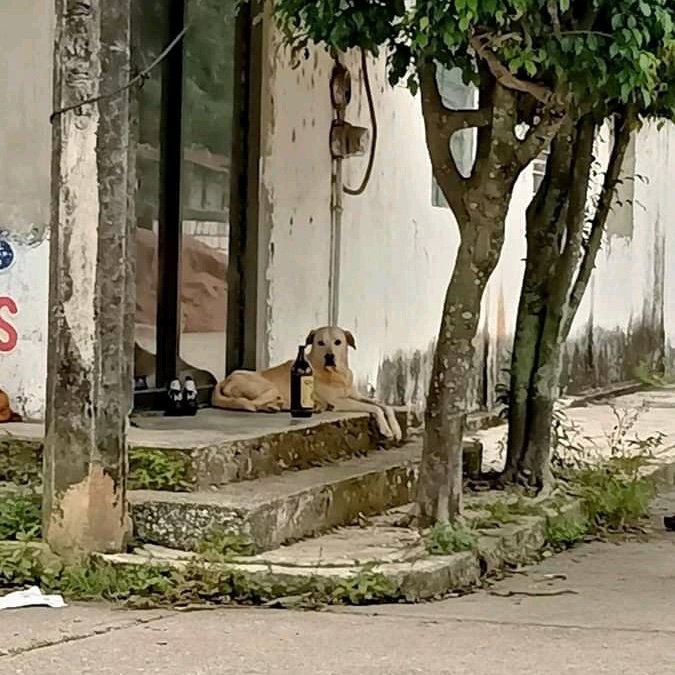 Qué ganas de estar como el firulais.