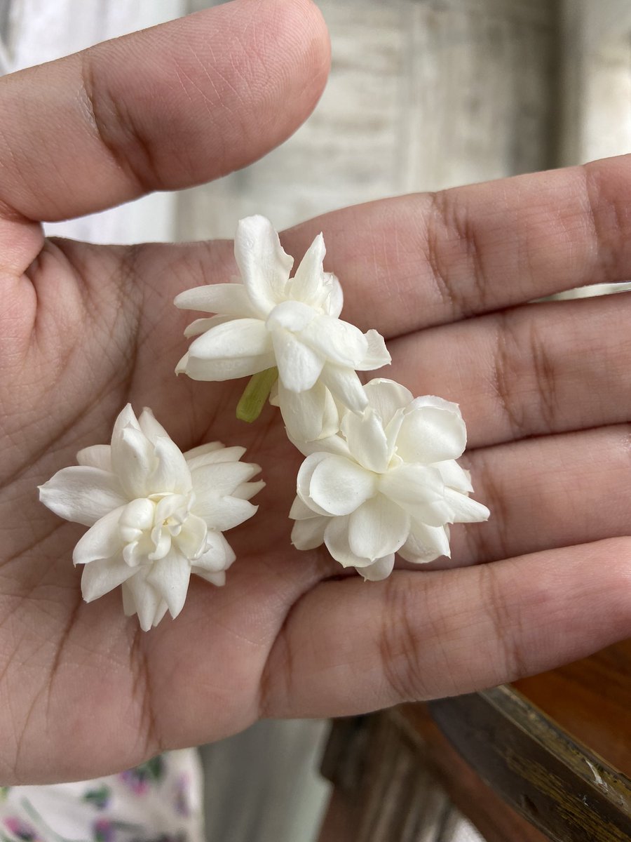 From my balcony….🤍🍃#sauvignonblancday #flowersonfriday