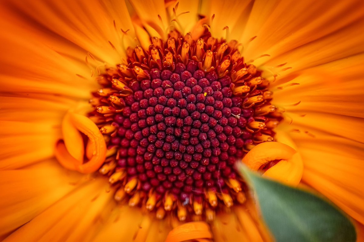 andre_passarini's tweet photo. #macrophotography with my #fujifilm #xs10 by #fujifilmitalia https://t.co/UVU5Adc3Dy