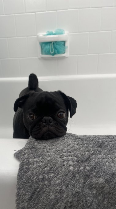 I was looking for Sasha for over 20 min to find her hiding in the bathtub ? https://t.co/KsMUssfi4c