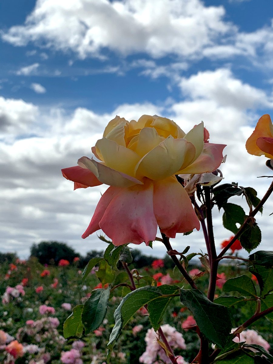 LP_photographs's tweet photo. Edited some photographs today using Gimp! 
#digiplat https://t.co/k6dESXoOsQ