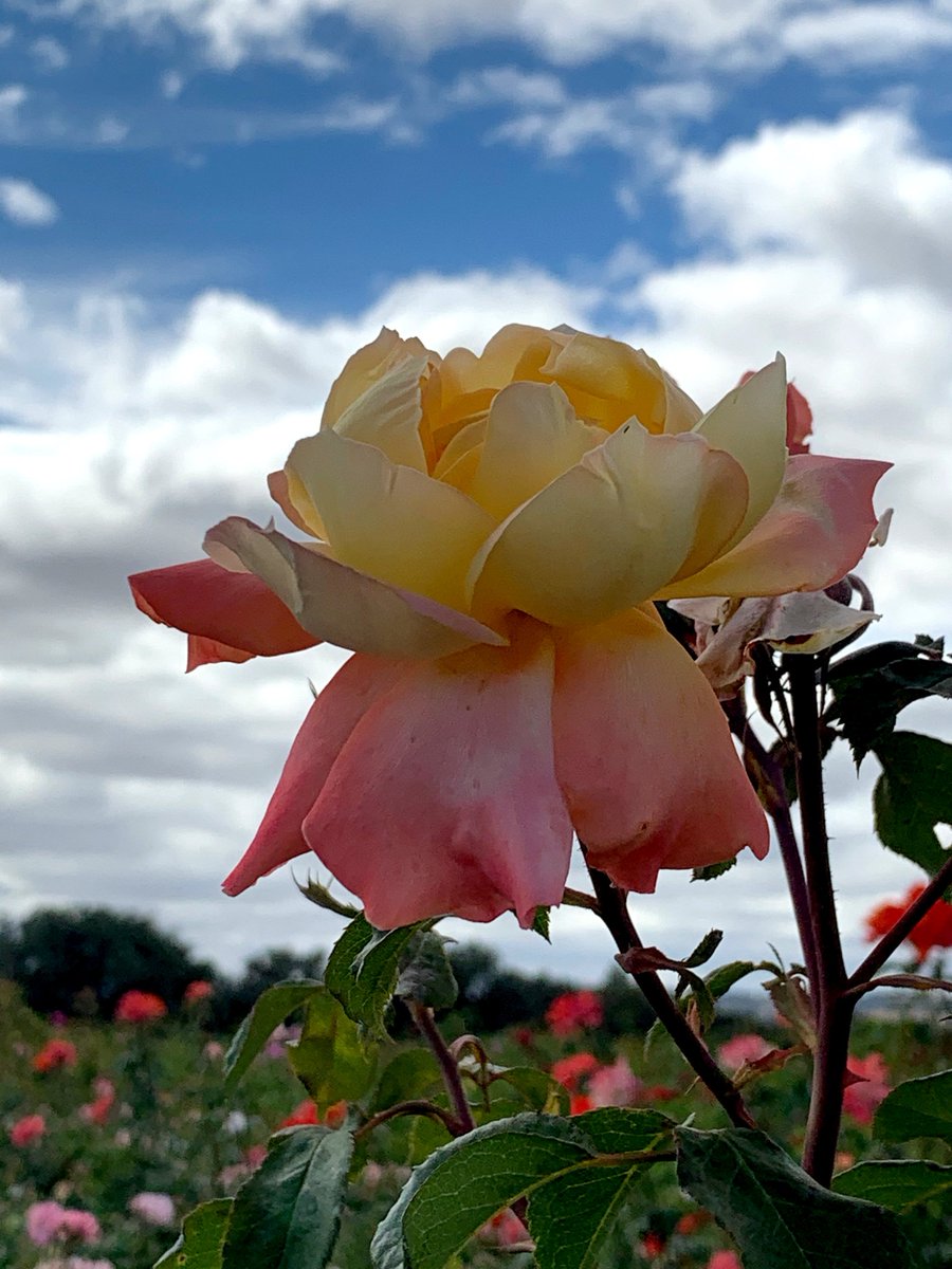 LP_photographs's tweet photo. Edited some photographs today using Gimp! 
#digiplat https://t.co/k6dESXoOsQ
