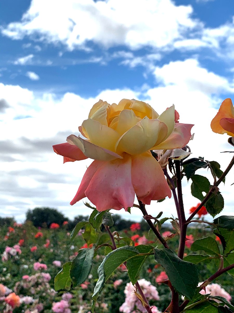 LP_photographs's tweet photo. Edited some photographs today using Gimp! 
#digiplat https://t.co/k6dESXoOsQ