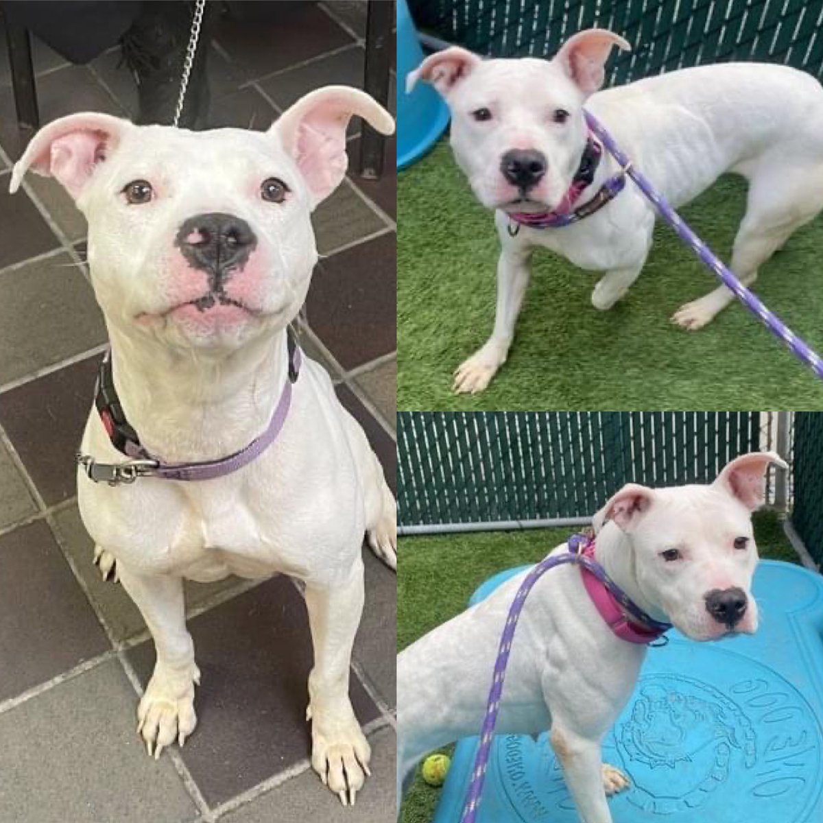 KeithOlbermann's tweet photo. Friendly, sweet, curious Avery #142114 dies @nycacc Saturday because she doesn’t like other dogs. Age 5, she arrived as a stray MAY 2 to be placed immediately on the kill list. Social with all humans, save her: pledges to @TomJumboGrumbo PLEASE RT AVERY! https://t.co/D2soUGfKXb https://t.co/fdeQ8p0Acm