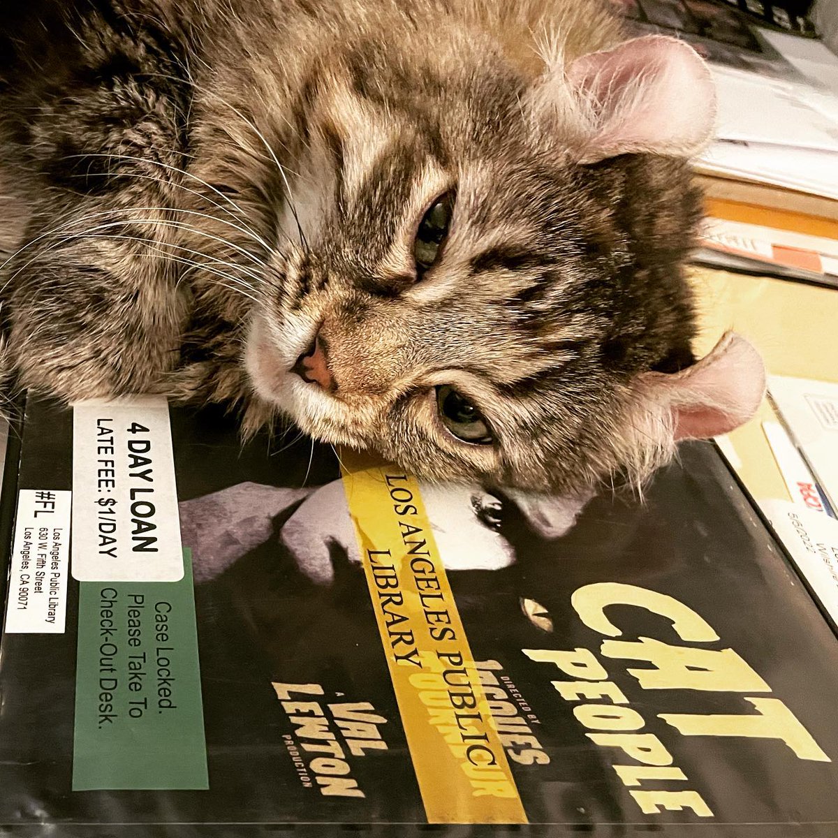 FreyjaCurlyEars's tweet photo. Yes. We are. #catpeople #film #movie #classic #freyja #highlandlynx #cinemaphile #curlyears #torbie 
#cats #catsofinstagram #catstagram #pet #love #cute #kitty #instacat #catlover #petstagram #meow #lovecats #cute #fluffy #kat #katten #poofy #purr #purrs #follow #ilovecats #ikhou https://t.co/P2KgvUwihF