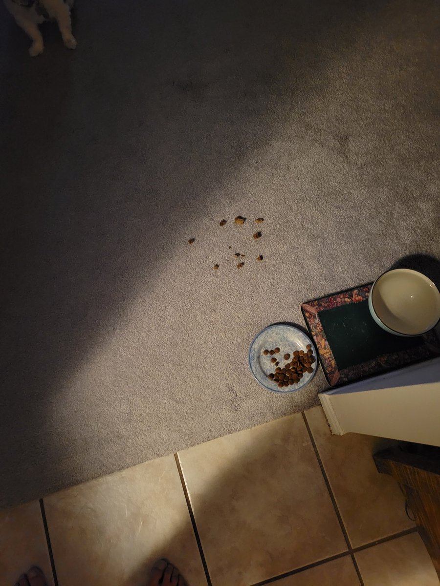AFR365's tweet photo. Protest!!!! This is BS cutting my food with foreigh cardboard! I noticed! You call that a treat? Dogs know! #freeTyty https://t.co/b83mx5MUxU