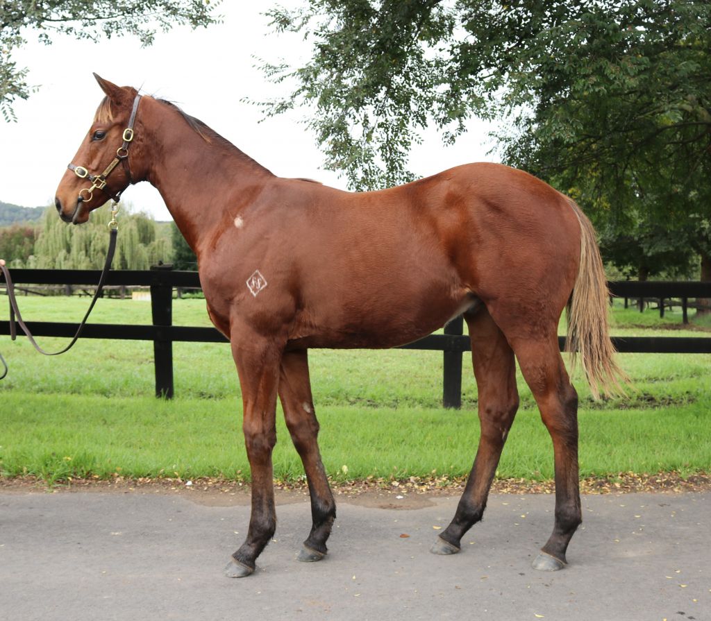 Okami Thoroughbreds tweet media