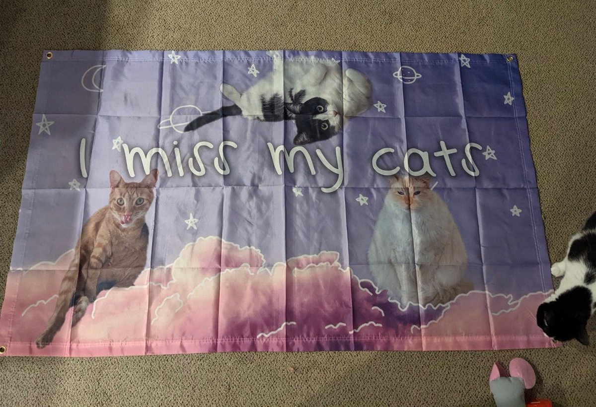 xstalnyan's tweet photo. .@SaidTheSky @day_gatsby will you guys sign my flag in Seattle 🥺❤️😺😺😺 https://t.co/HS3rsnGvtY