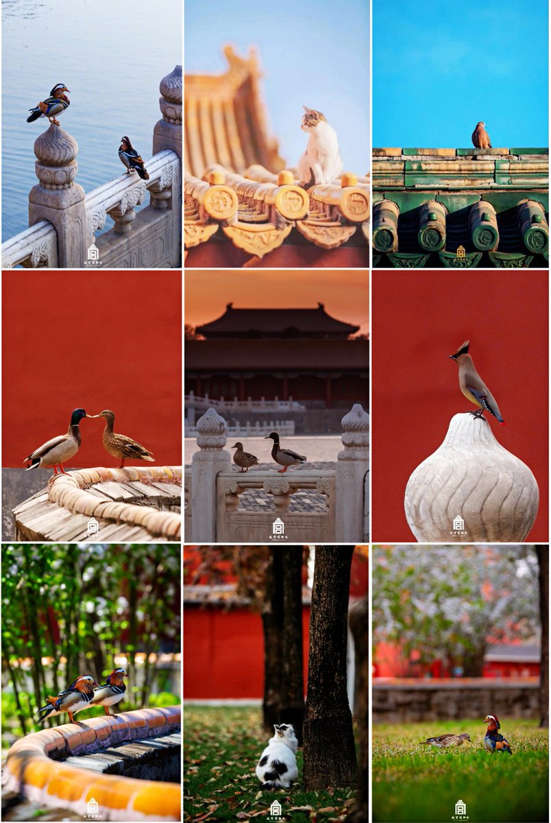 TTmomo20220222's tweet image. 🦆A warm moment for the animals in the Forbidden City in early summer.☀️
​😘故宫初夏的温馨时刻：古老的紫禁城，可爱的小动物，时光流淌，和谐共处，如此美好，令人治愈…💗