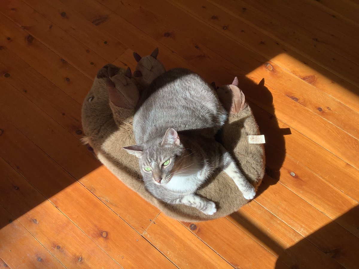PBP_Reviews's tweet photo. 1/2 I’m trying to finish a review but my cats keep taking turns tackling the wombat and keep distracting me. https://t.co/OF2PHiNuVN