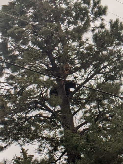BirdConcerned27's tweet photo. @scoot_vs https://t.co/3Ryr067n0m